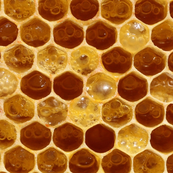 قسط 100 ٪ نقية العسل الحنطة السوداء تاجر الجملة 