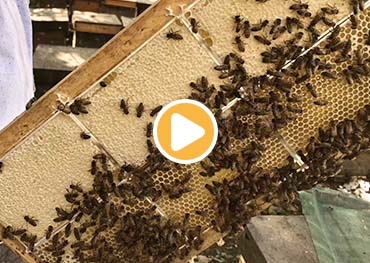 مزارعنا الخاصة بالنحل لمنتجات عسل النحل